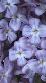 Full frame shot of fresh purple hydrangea flowers