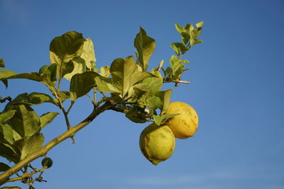 Low angle view of plants against clear blue sky