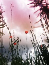 Low angle view of red flowering plants against sky