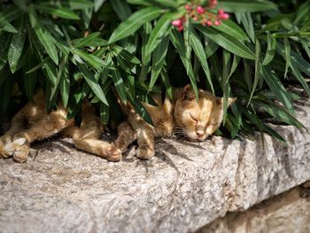 Cat relaxing in a plant