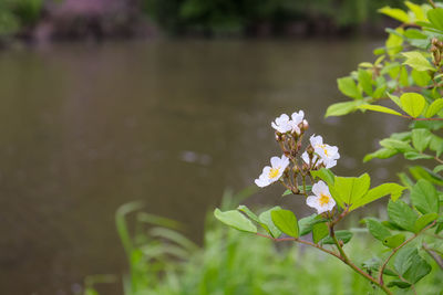 Close-up of flowering plant against blurred background