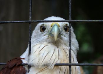 Close-up portrait of owl in cage