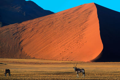Horse grazing on field against mountains at sunset