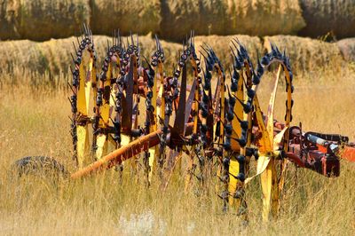 Plants growing on field