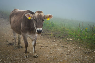 Portrait of cow standing at the allgäu alps, oberstdorf, germany. cow farming at the alps mountain