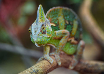 Close-up of a chameleon on tree