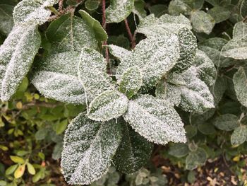 Close-up of plant