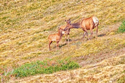 Deer in a field