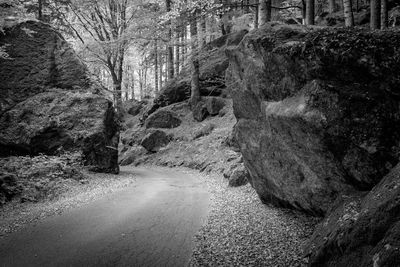 Road amidst trees in forest