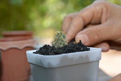 Close-up of hand holding small potted plant