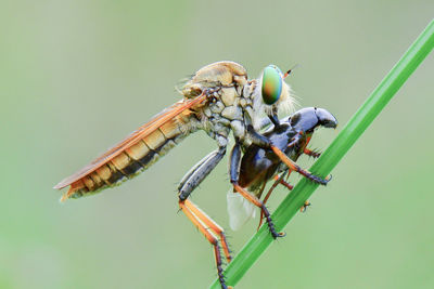 Close-up of dragonfly on plant