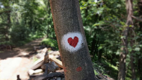 Close-up of tree trunk in forest