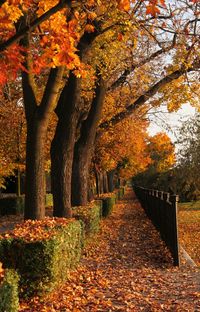 Trees in park during autumn