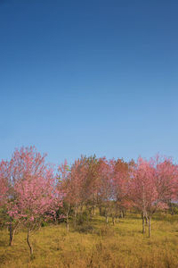 Cherry blossom trees on field against clear blue sky