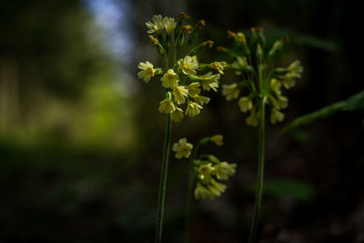 Close-up of yellow flowers blooming outdoors