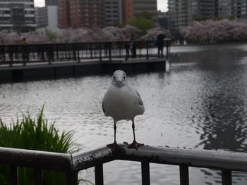 Seagull perching on railing against river