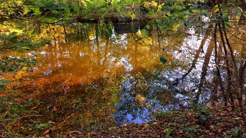 Reflection of trees in lake