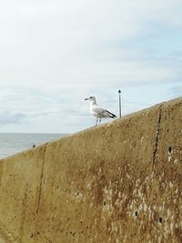 Seagull perching on a wall