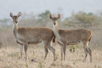 Portrait of  deers in a field