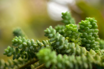 Close-up of berries on plant