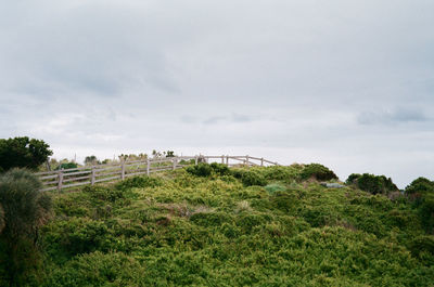 Trees on field against sky