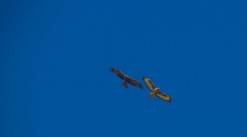 Low angle view of kites flying against clear blue sky