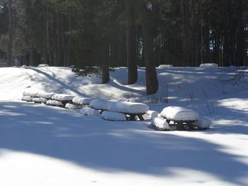 Snow covered trees