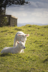 Close-up of sheep on field against sky