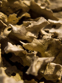 Close-up of snake