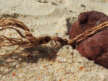 Close-up of lizard on sand