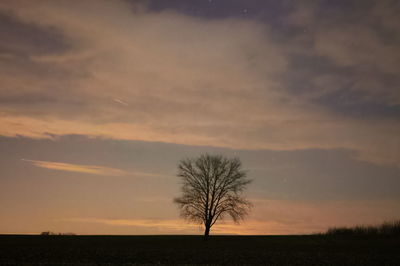 Tree against sky during sunset