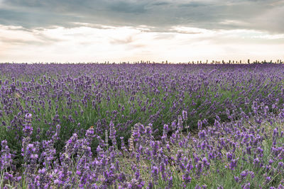 Purple flowering plants on field against sky