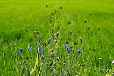 Close-up of flowers growing in field