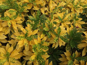 Full frame shot of yellow leaves