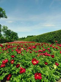 Close-up of red flowers blooming in field