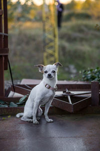 Portrait of dog standing outdoors