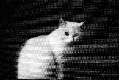 Shadow of cat on floor