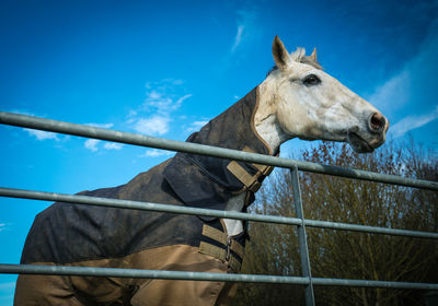 Horse standing in ranch against blue sky