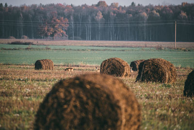 Hay bales on field