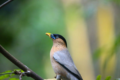 Close-up of bird perching on branch