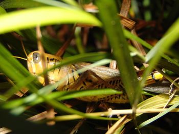 Close-up of grasshopper amidst plants