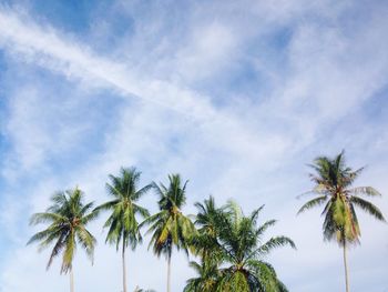 Low angle view of palm trees against sky