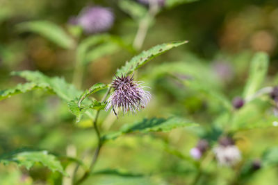 Close-up of purple flowering plant