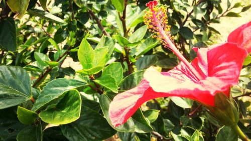 Close-up of red flowers