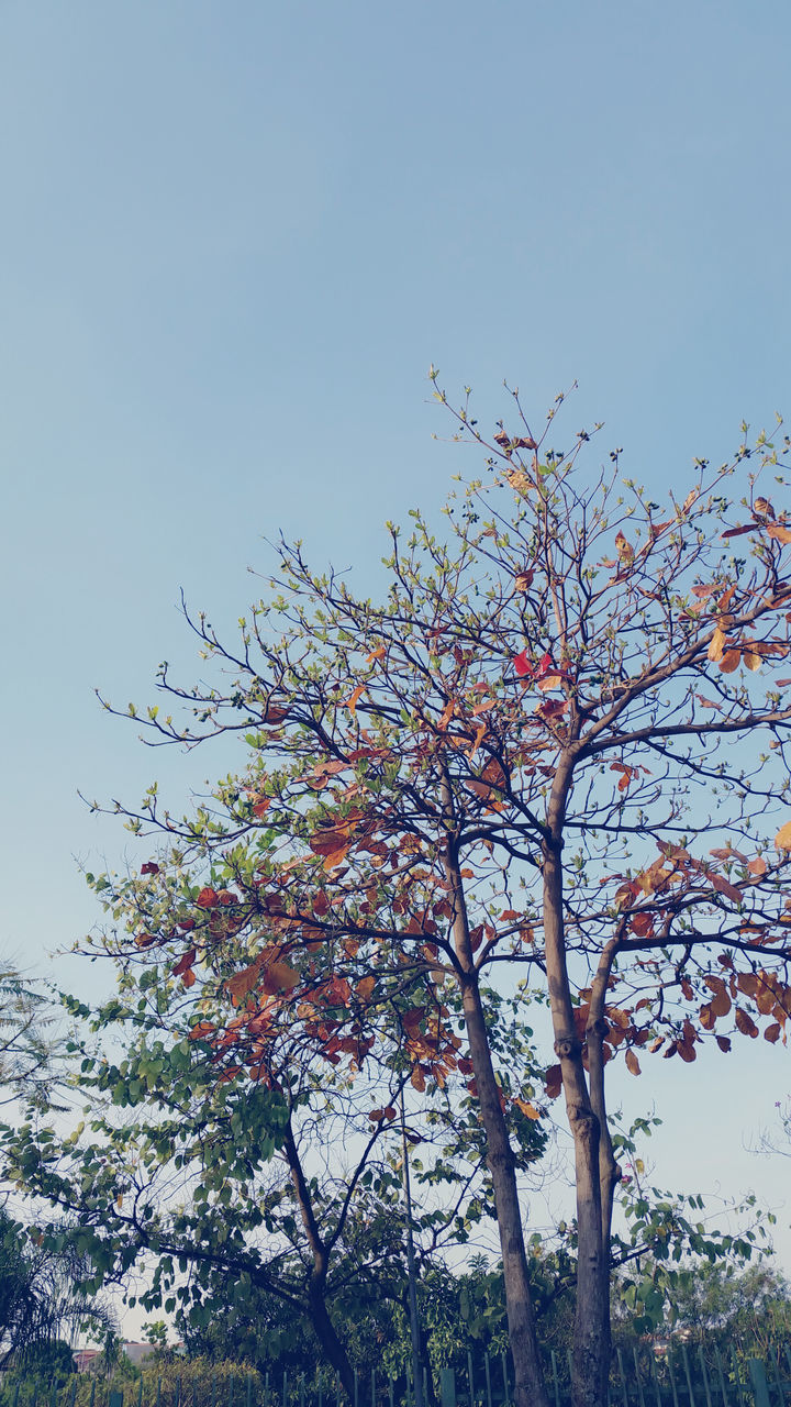 clear sky, low angle view, tree, flower, growth, branch, beauty in nature, nature, freshness, copy space, blue, sky, fragility, day, blossom, pink color, blooming, outdoors, no people, in bloom