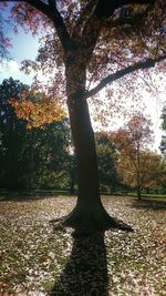 Reflection of trees in water