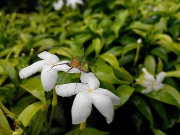 Close-up of white flowers