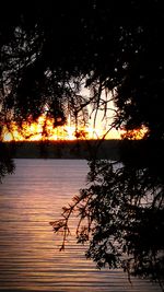 Silhouette of trees at sunset