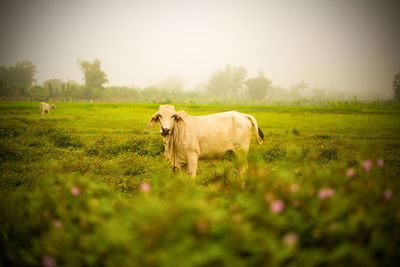 Cows in a field