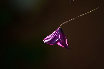 Close-up of pink flowers